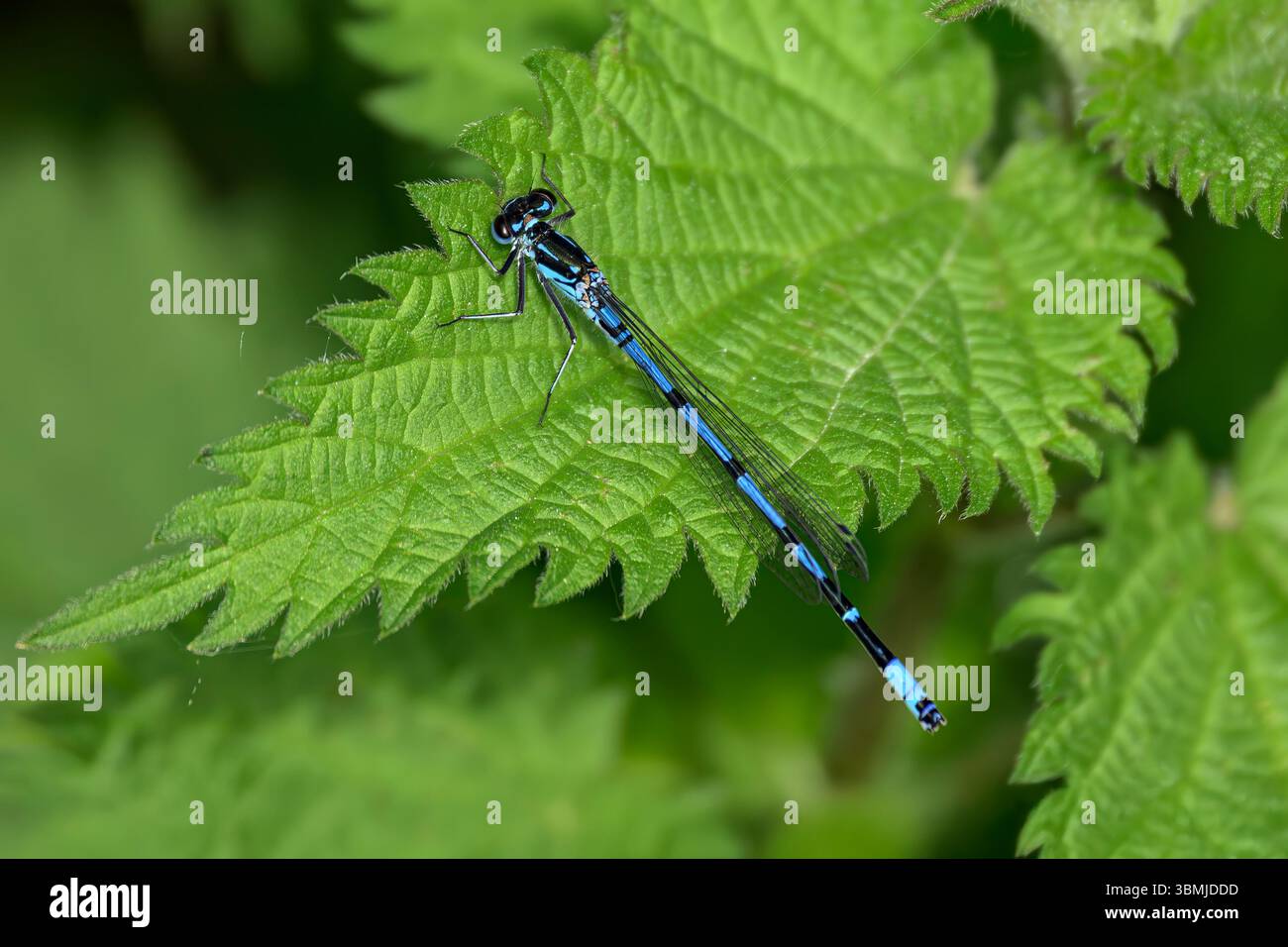 Damselfly azzurra su foglia di ortica pungente, scattata a Somerset, Regno Unito Foto Stock