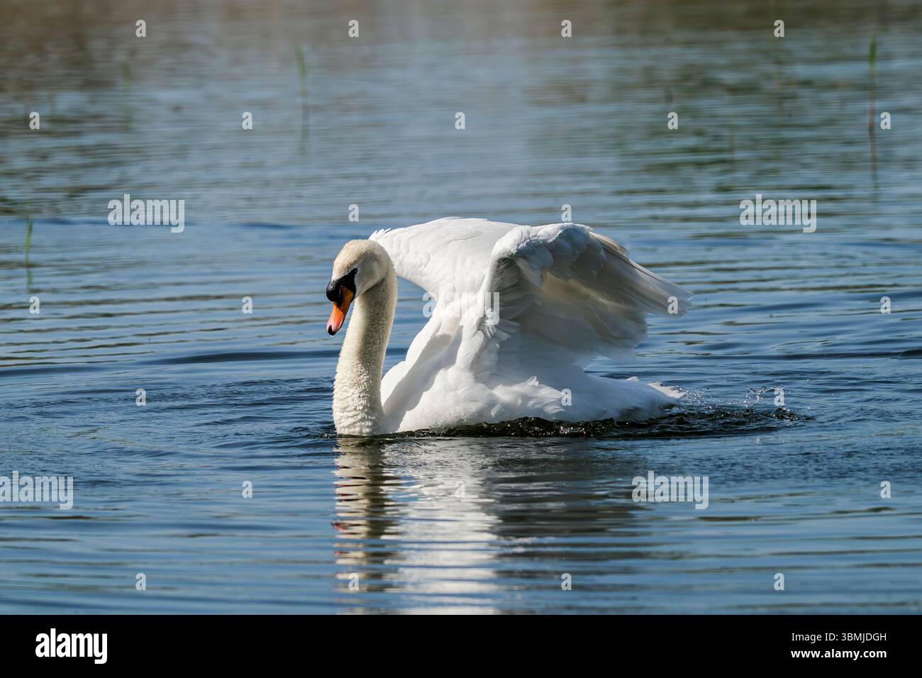 Mute Swan con riflesso parziale con ali in alto in un tratto parziale come se stesse per decollare, scattato a Somerset nella giornata di sole Foto Stock