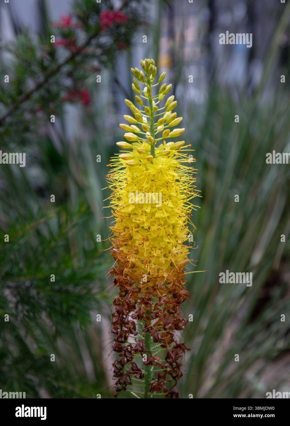 Il grazioso Eremurus stenophyllus, conosciuto anche come il giglio a coda di volpe o la candela del deserto, presenta punte slanciate e sottili di giallo scuro, stelle- Foto Stock