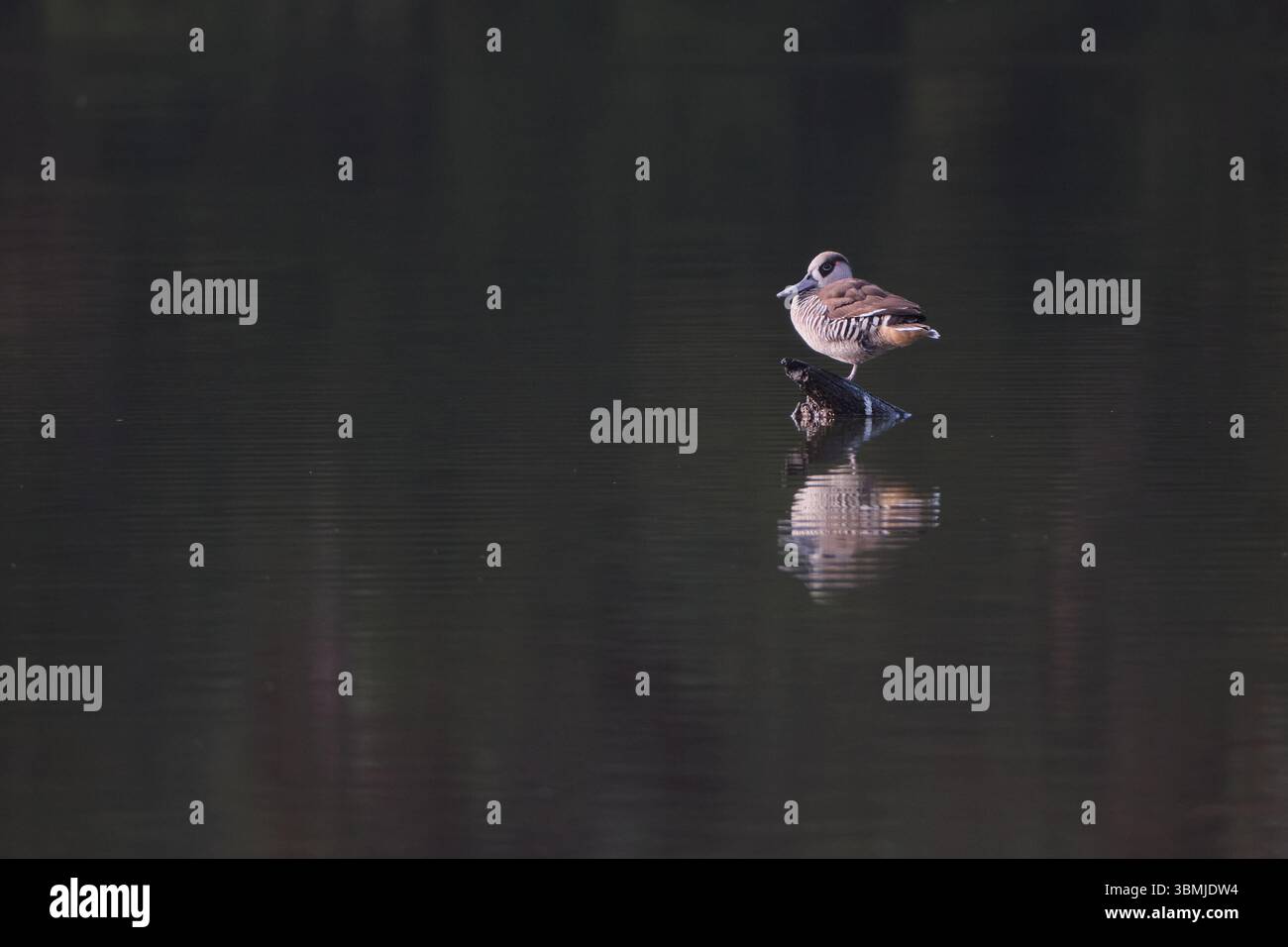 Un piccolo Duck Foto Stock