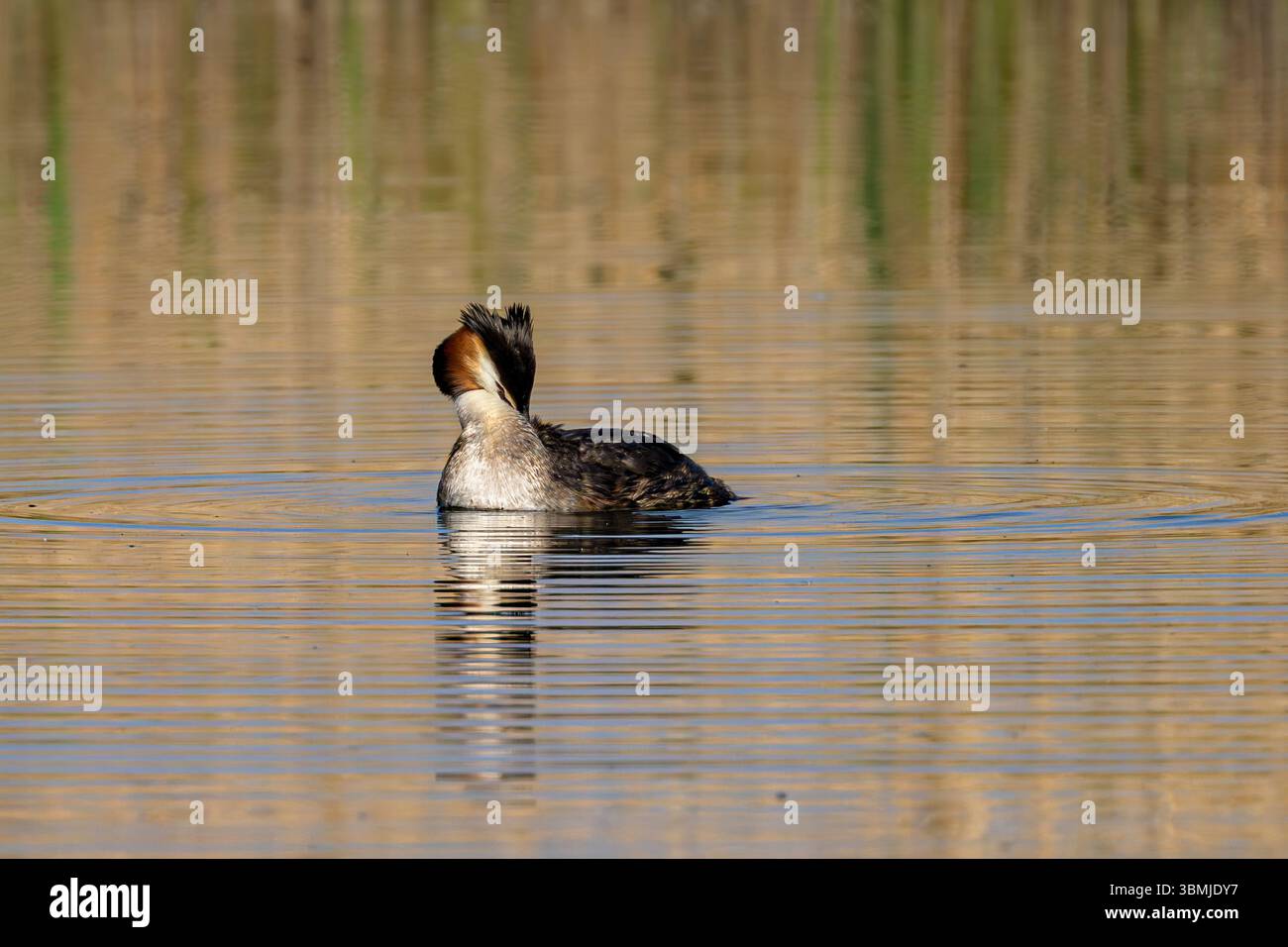 Great Crested Grebe che prepara le sue piume sul lago nel Somerset in una splendida giornata di sole in primavera Foto Stock