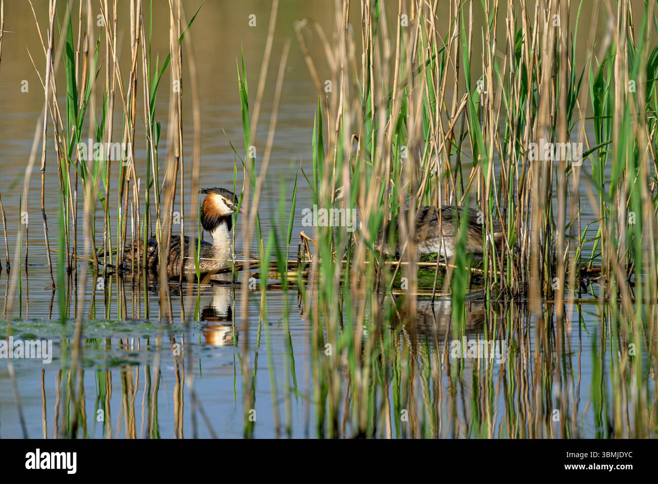 Coppia di grandi Crested Grebes, uno sul nido delle canne e l'altro al suo fianco, presi ai livelli del Somerset, Regno Unito Foto Stock