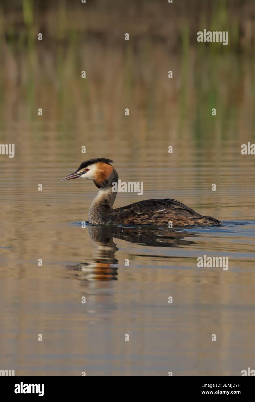 Great Crested Grebe, che nuota attraverso le canne sul lago nel Somerset in una splendida giornata di sole in primavera Foto Stock