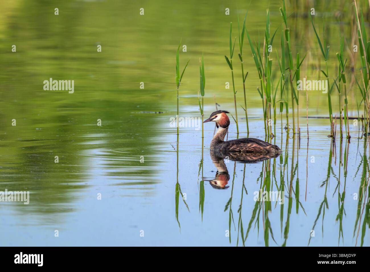 Great Crested Grebe nuotando attraverso le canne sul lago nel Somerset in una splendida giornata di sole in primavera con riflessi Foto Stock