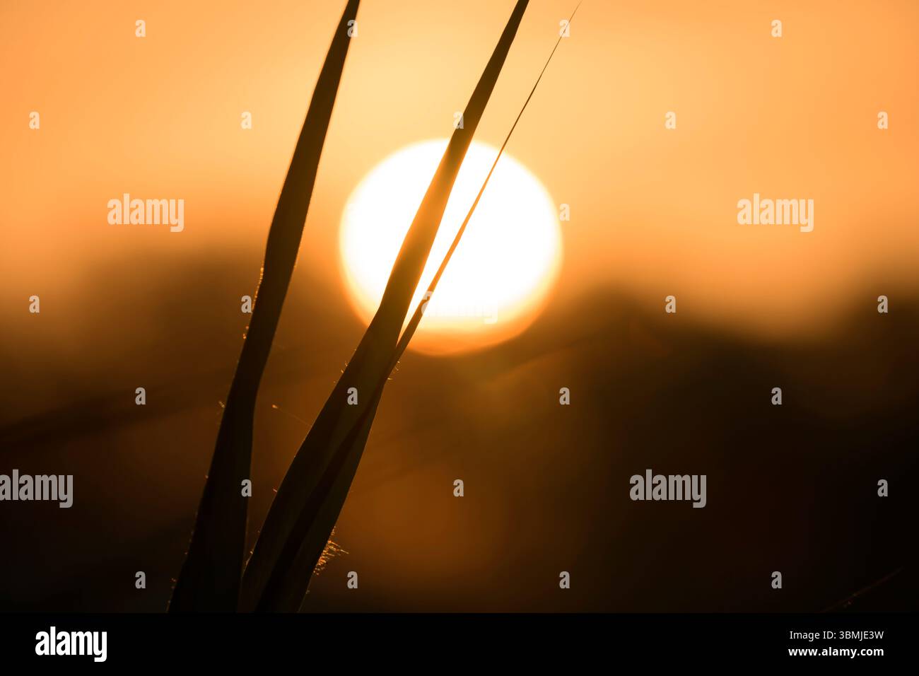 Il sole sorge attraverso canne sagomate ai livelli Somerset, con una splendida luce dorata Foto Stock