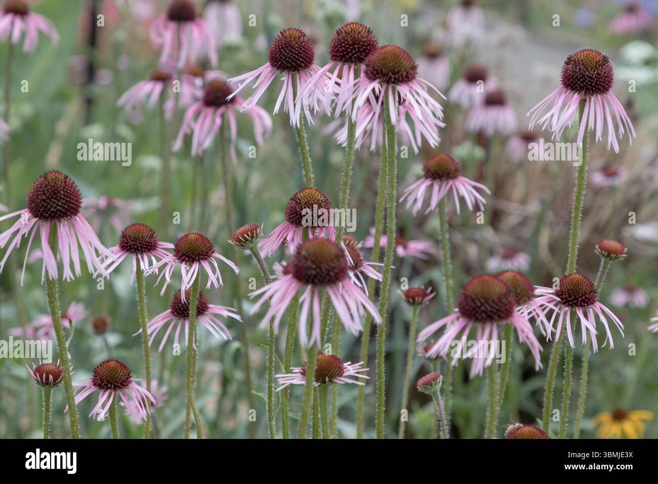 Bumblebee visita i fiori sia per il nettare che per il polline di Echinacea pallida, noto anche come coneflower viola pale, usalo come sfondo, poster e Co Foto Stock