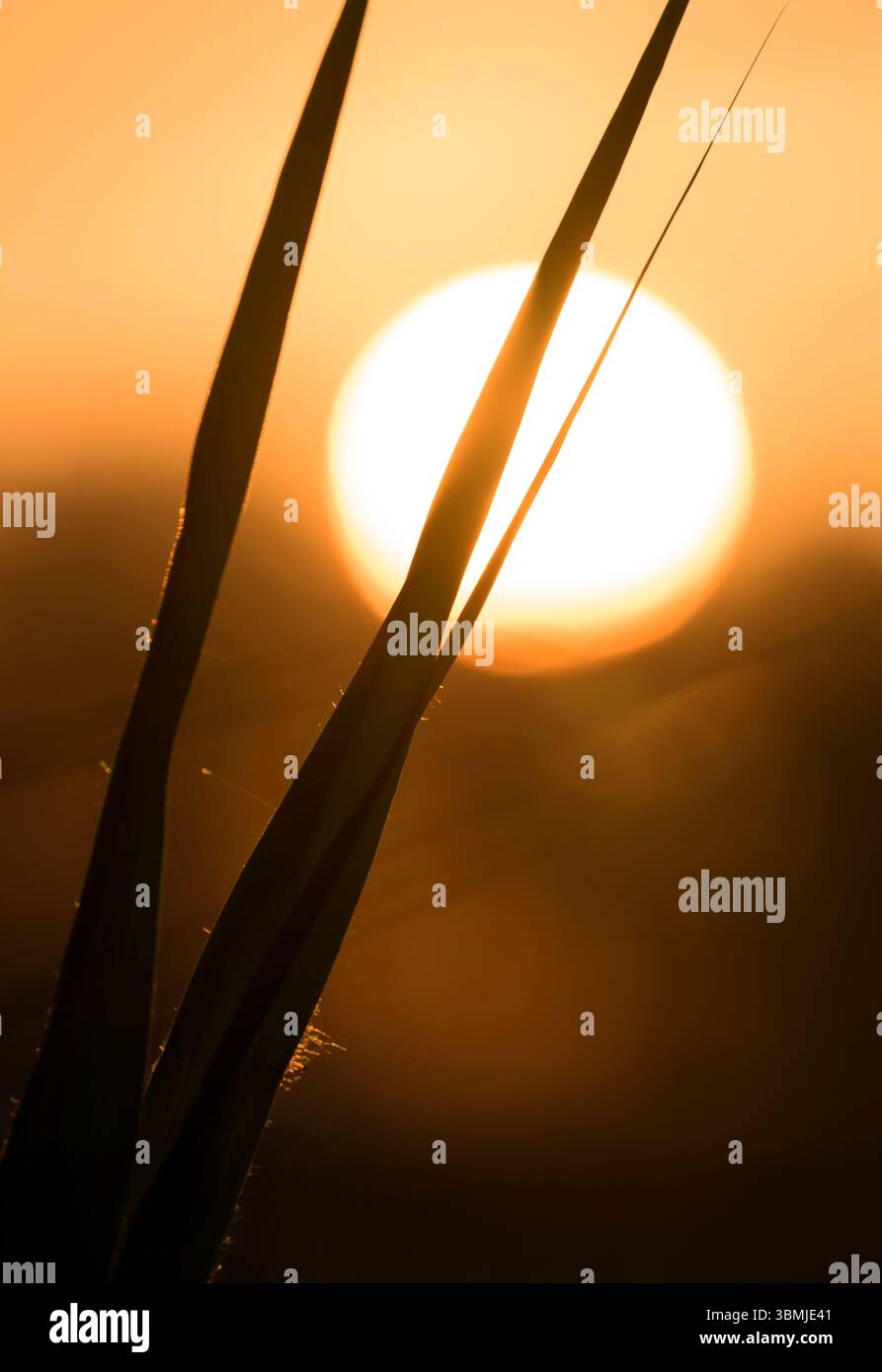 Il sole sorge attraverso canne sagomate ai livelli Somerset, con una splendida luce dorata Foto Stock
