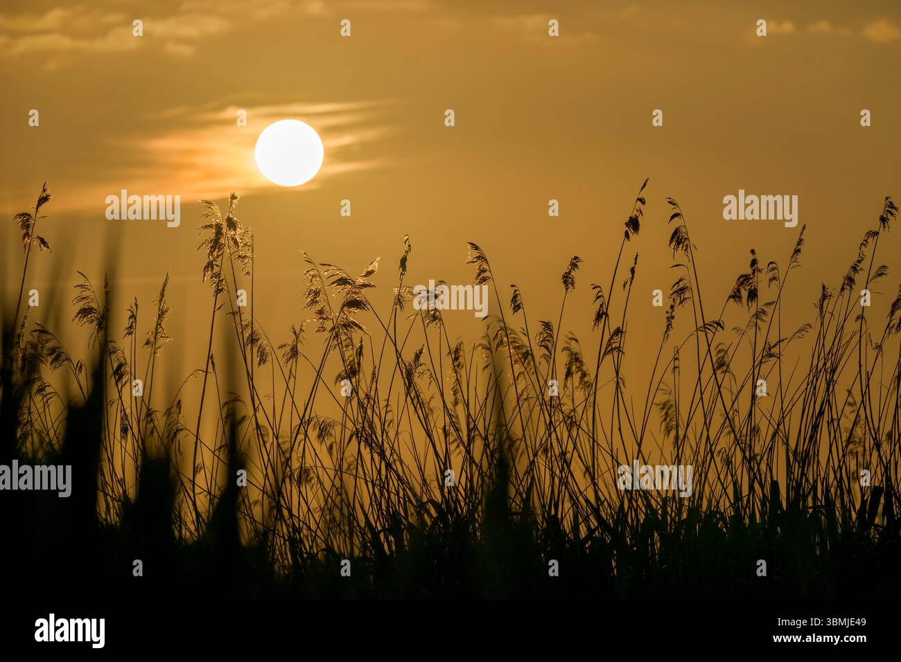 Il sole sorge dietro le canne illuminate dal sole, illuminate e sagomate, a Somerset Level, Regno Unito Foto Stock