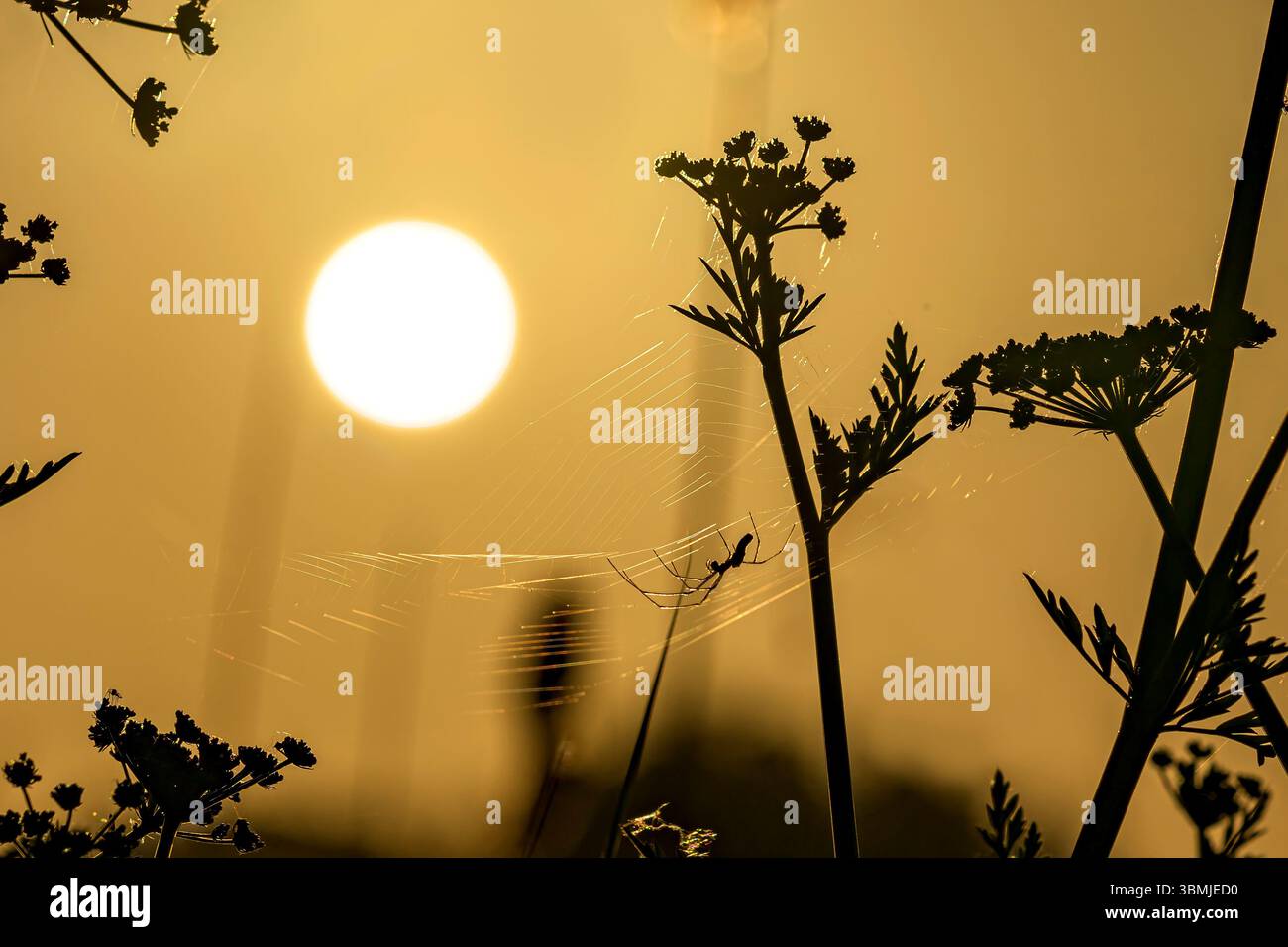 Ragno illuminato dal sole sagomato in rete all'alba circondato da teste floreali sagomate, molto probabilmente hogweed Foto Stock