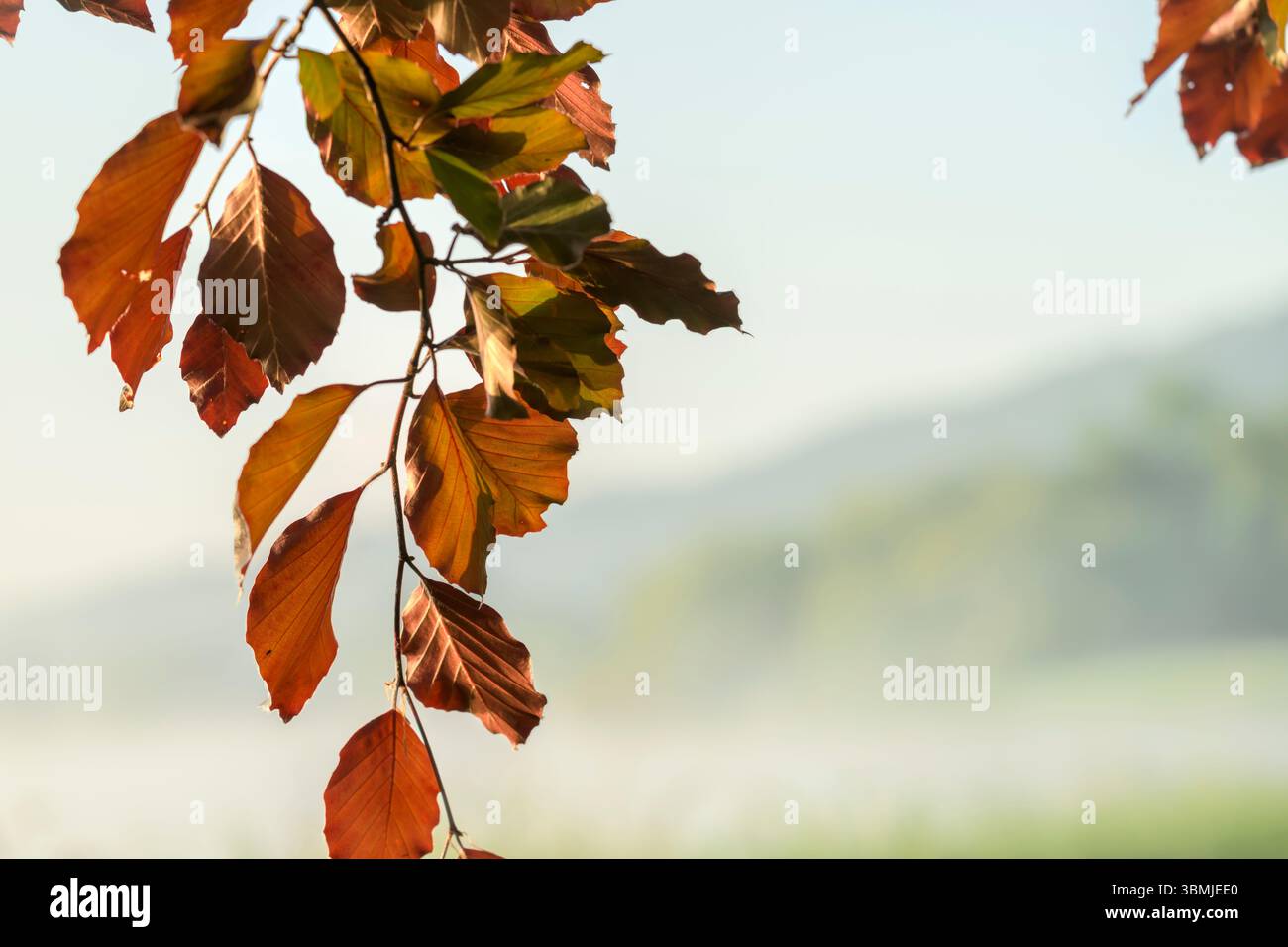 Foglie di faggio europeo illuminate dal sole, chiamate anche faggio di rame con le sue foglie di colore autunnale in primavera, scattate al lago Blagdon, Somerset all'alba con Foto Stock