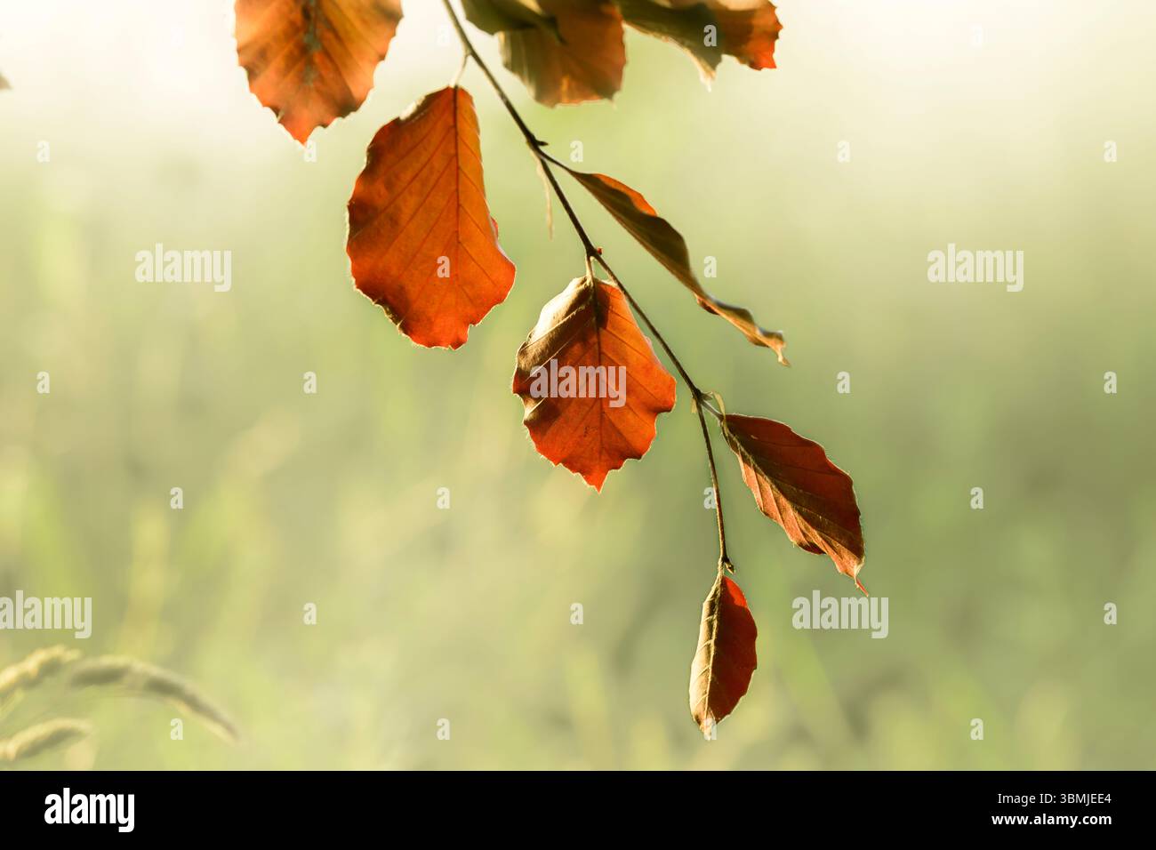 Foglie di faggio europeo illuminate dal sole, chiamate anche faggio di rame con le sue foglie autunnali in primavera, scattate al lago Blagdon, Somerset all'alba Foto Stock