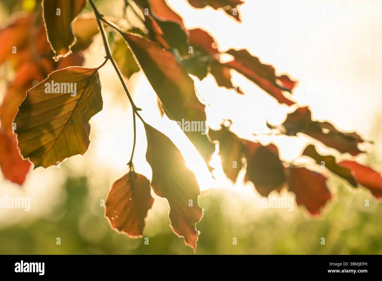 Foglie di faggio europeo illuminate dal sole, chiamate anche faggio di rame con le sue foglie autunnali in primavera, scattate al lago Blagdon, Somerset all'alba Foto Stock