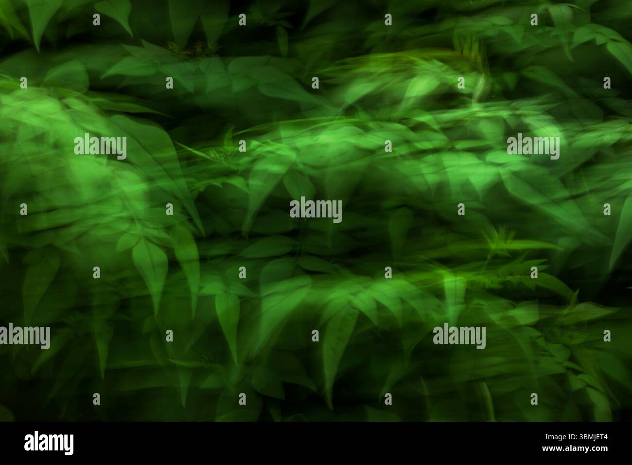 Albero di gelsomino con fogliame verde in primavera scattato utilizzando la tecnica ICM (Involional camera Movement) per creare un'immagine surreale e artistica Foto Stock