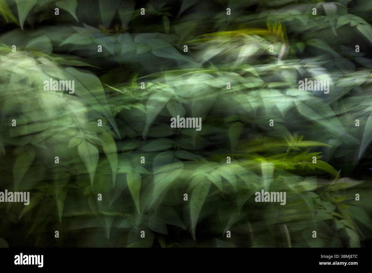 Albero di gelsomino con fogliame verde in primavera scattato utilizzando la tecnica ICM (Involional camera Movement) per creare un'immagine surreale e artistica Foto Stock