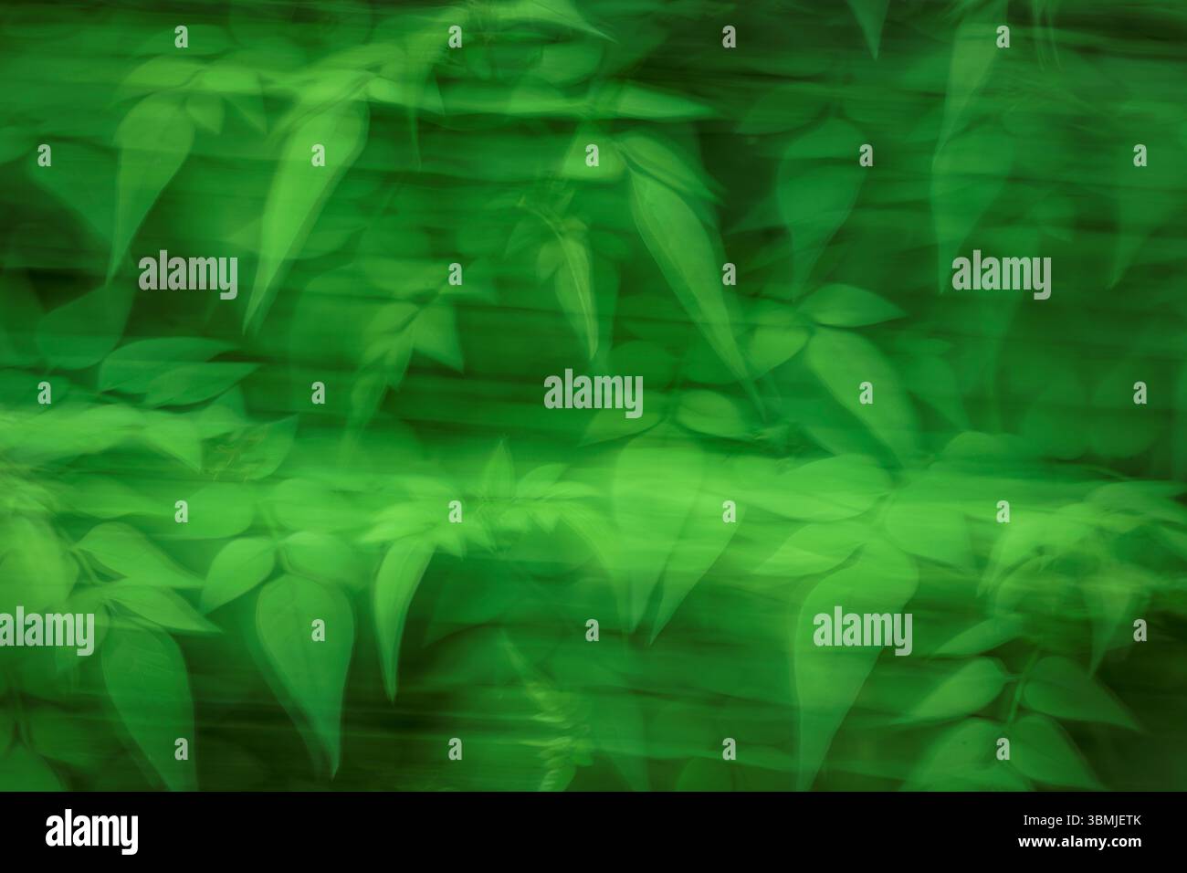 Albero di gelsomino con fogliame verde in primavera scattato utilizzando la tecnica ICM (Involional camera Movement) per creare un'immagine surreale e artistica Foto Stock