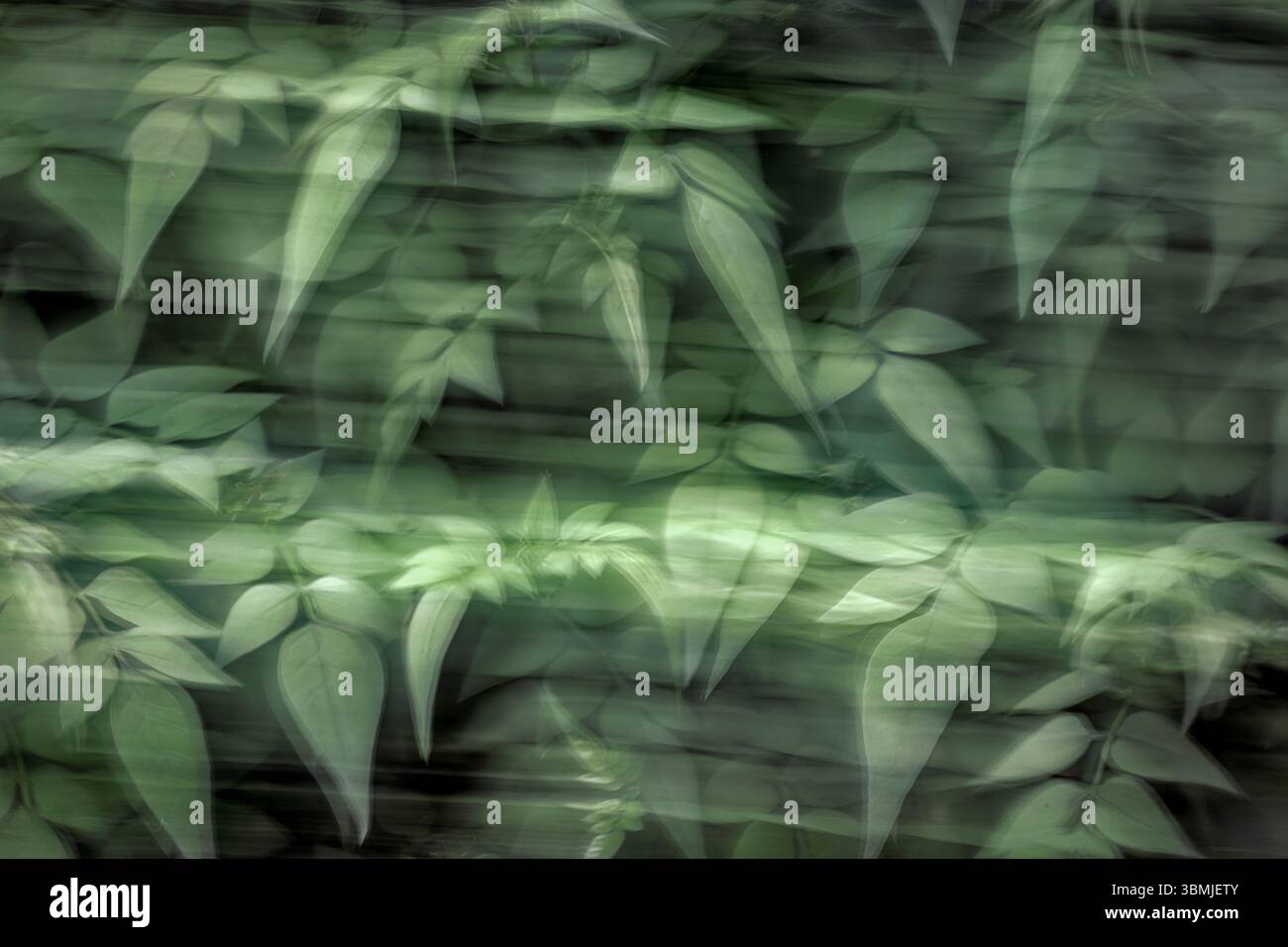 Albero di gelsomino con fogliame verde in primavera scattato utilizzando la tecnica ICM (Involional camera Movement) per creare un'immagine surreale e artistica Foto Stock