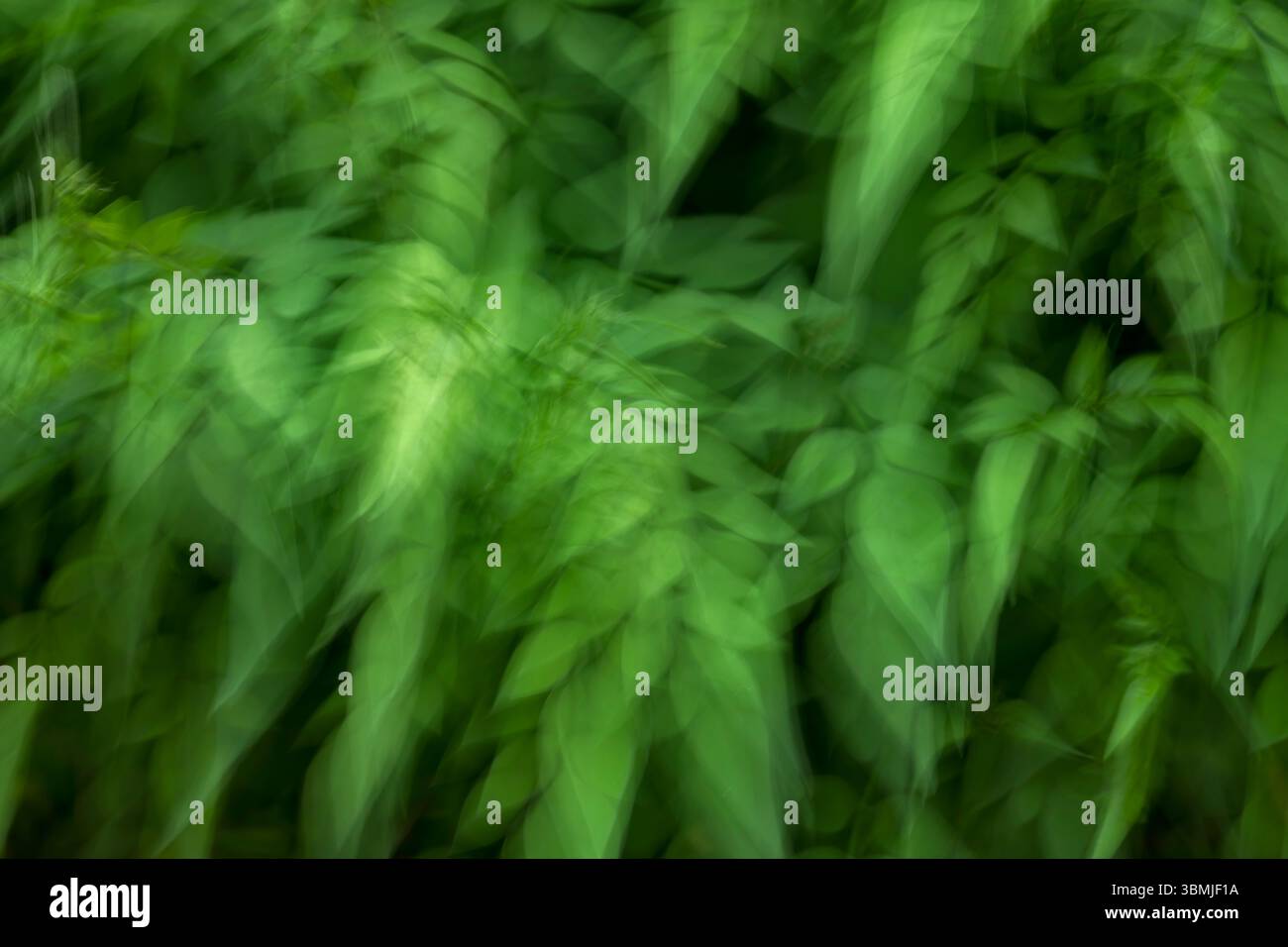 Albero di gelsomino con fogliame verde in primavera scattato utilizzando la tecnica ICM (Involional camera Movement) per creare un'immagine surreale e artistica Foto Stock