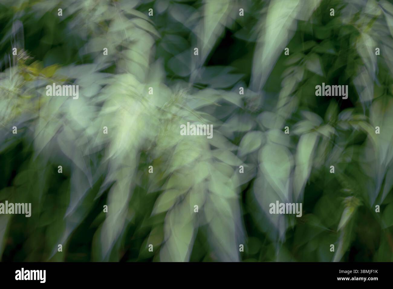 Albero di gelsomino con fogliame verde in primavera scattato utilizzando la tecnica ICM (Involional camera Movement) per creare un'immagine surreale e artistica Foto Stock