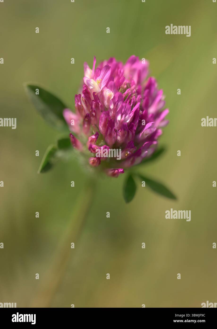 Grazioso fiore di trifoglio rosso in rosa, chiamato anche trifoglio con foglie larghe, trifoglio viola e trifoglio coltivato con una profondità di campo bassa Foto Stock