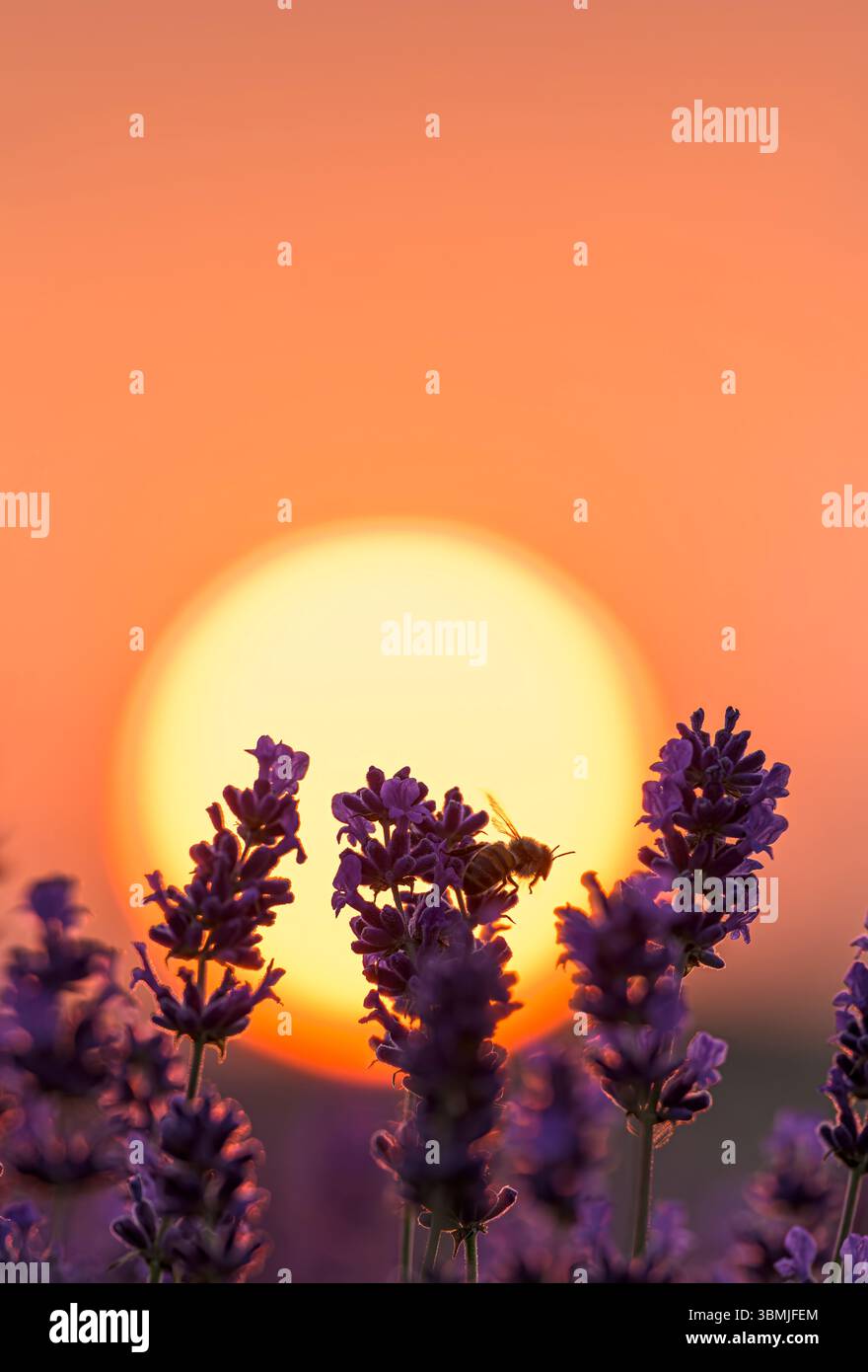 Campi di lavanda illuminati dal sole con tramonto che scende dietro i fiori di lavanda, presi nel Somerset con un solo nettare di raccolta delle api mellifere Foto Stock
