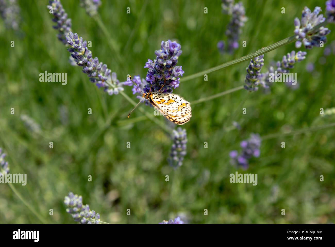 Farfalla su un fiore viola di lavanda alla luce del sole. La farfalla impollina i fiori nel giardino. Sfondo colorato estivo luminoso. Vista dall'alto Foto Stock