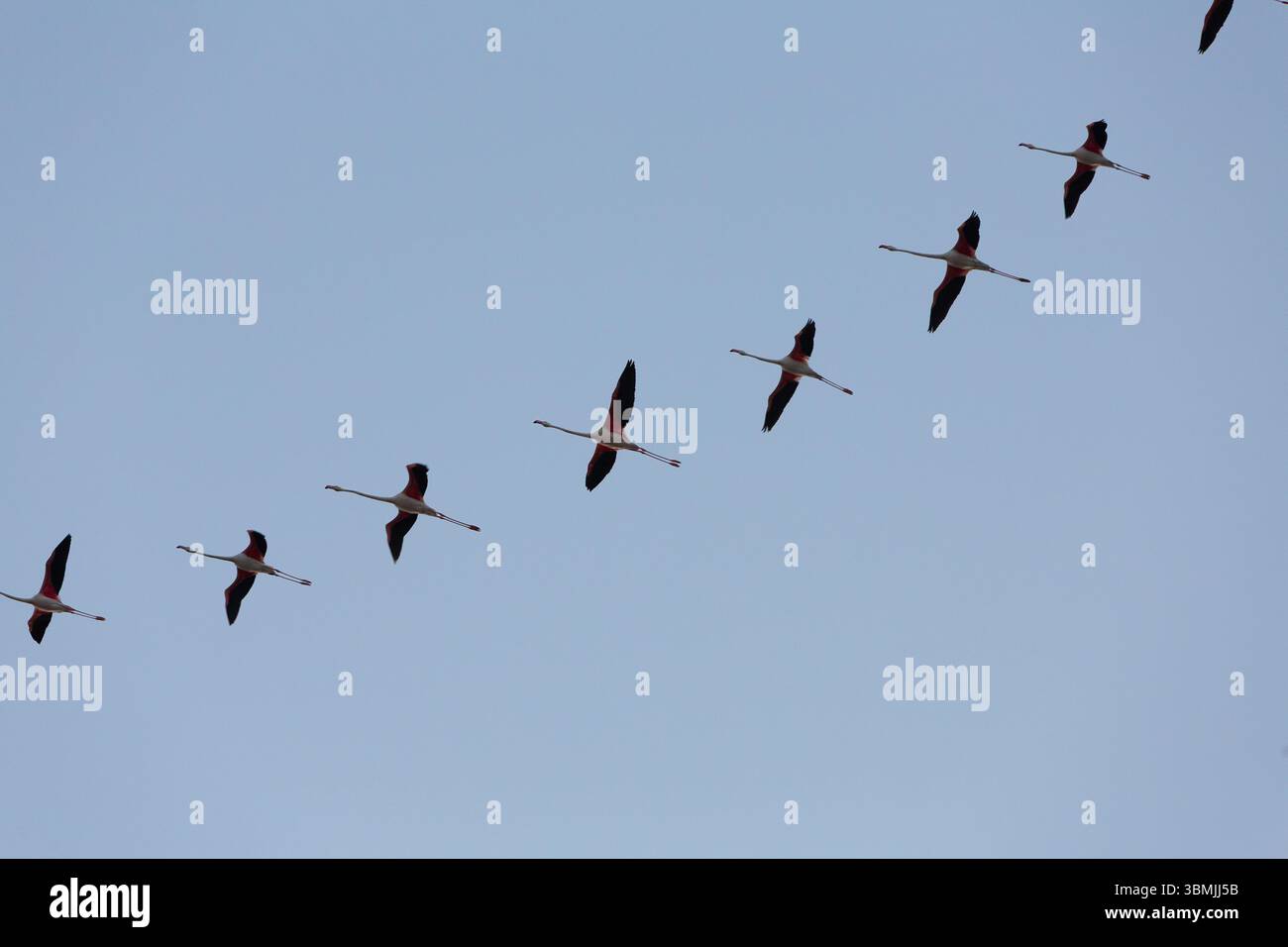 Stormo di fenicotteri con ali dalla punta nera che si innalzano graziosamente contro un cielo azzurro Foto Stock