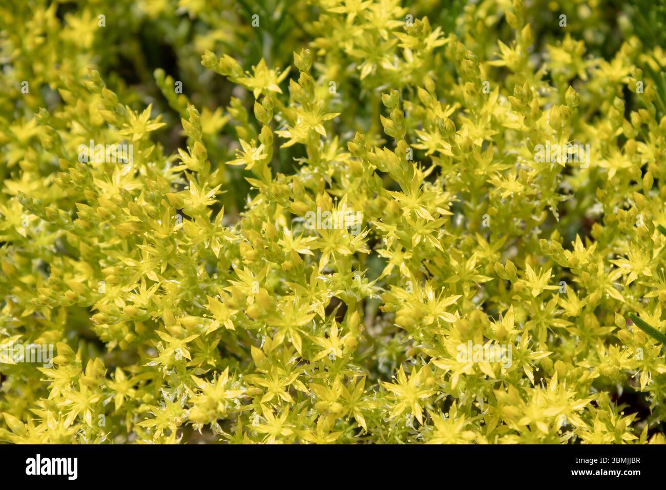 Sfondo giallo con spazio di copia. In natura, la stonecrop (Sedum acre) cresce su terreni rocciosi. Foto Stock