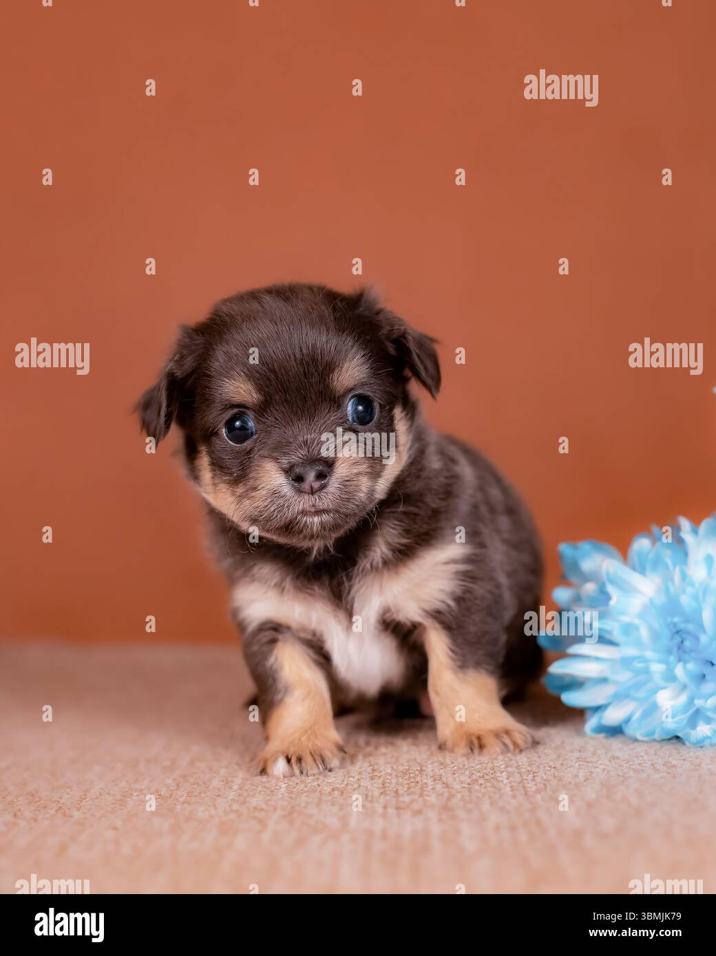 Cucciolo marrone con sopracciglia abbronzate e toppa sul petto, in piedi, in tessuto beige sullo sfondo arancione con crisantemi blu Foto Stock