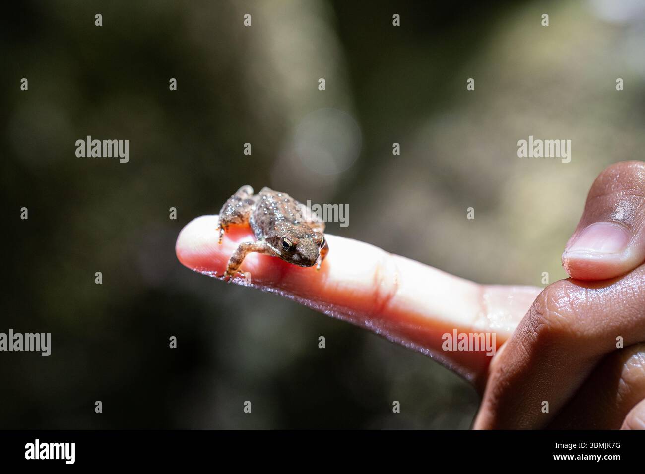 Piccola rana appollaiata sul dito di un bambino, che mostra la delicata bellezza della natura Foto Stock