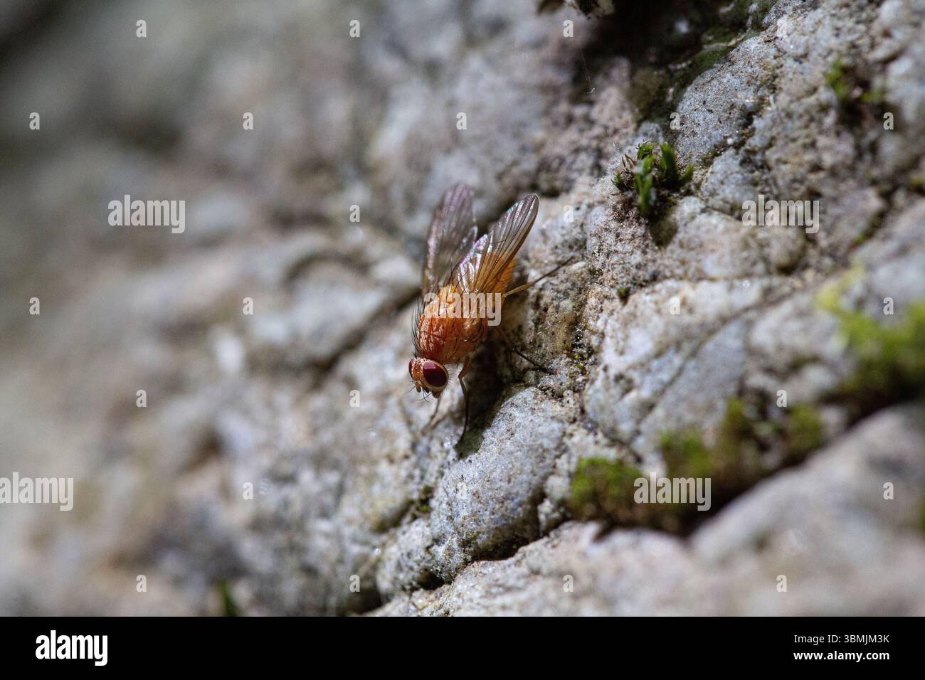 Primo piano di una mosca arancione appoggiata su una roccia, che mostra le sue delicate ali e i dettagli intricati Foto Stock