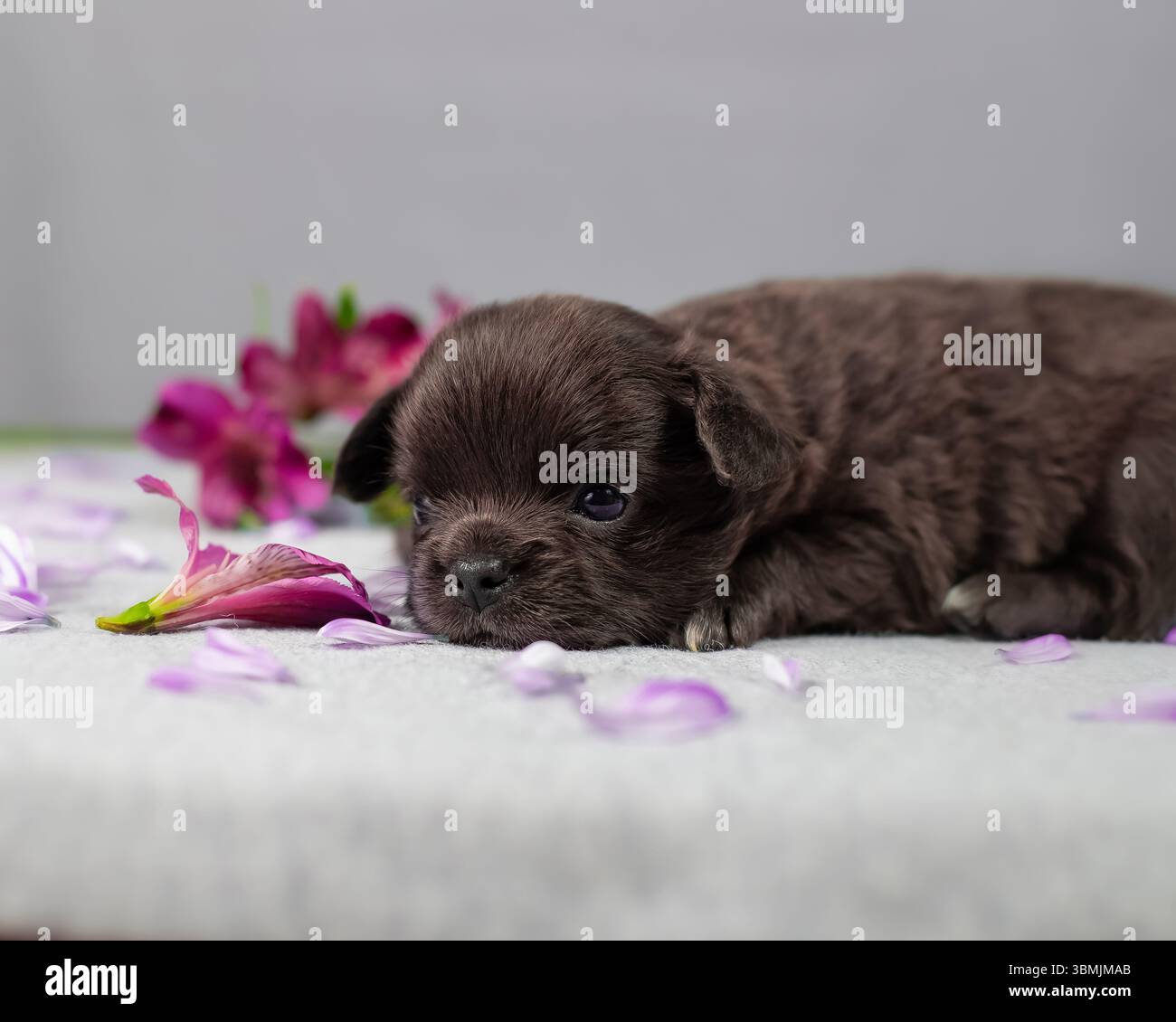 Cucciolo di cioccolato disteso in basso tra petali viola sparsi con fiori soffici dietro su sfondo grigio per uso pubblicitario Foto Stock