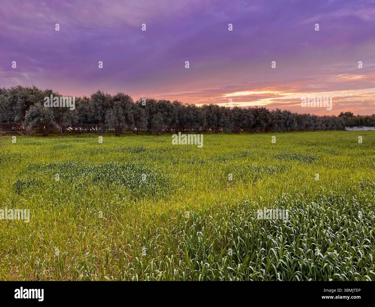 Campi di grano durante l'inverno con olivi all'orizzonte. Foto Stock