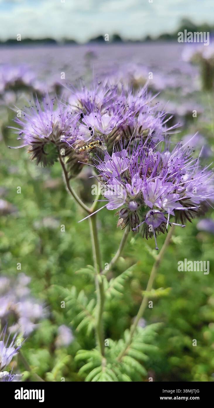 Phacelia Tanacetifolia in Bloom – Sustainable Crop Field a Norfolk, Inghilterra Foto Stock