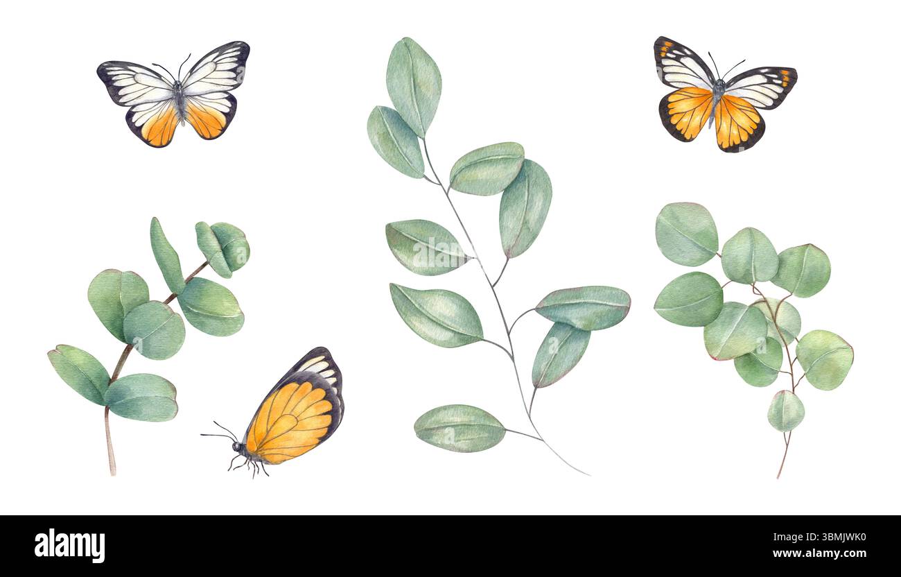 Acquerello rami di eucalipto e farfalle bianche gialle illustrazioni clip art sfondo isolato. Vegetazione tropicale e insetti per matrimoni Foto Stock