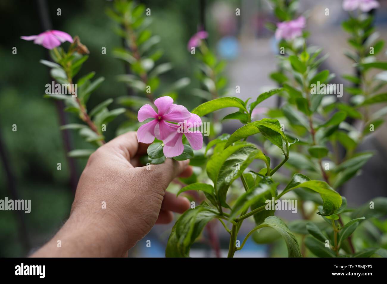 Fiori e giardinaggio a casa Foto Stock