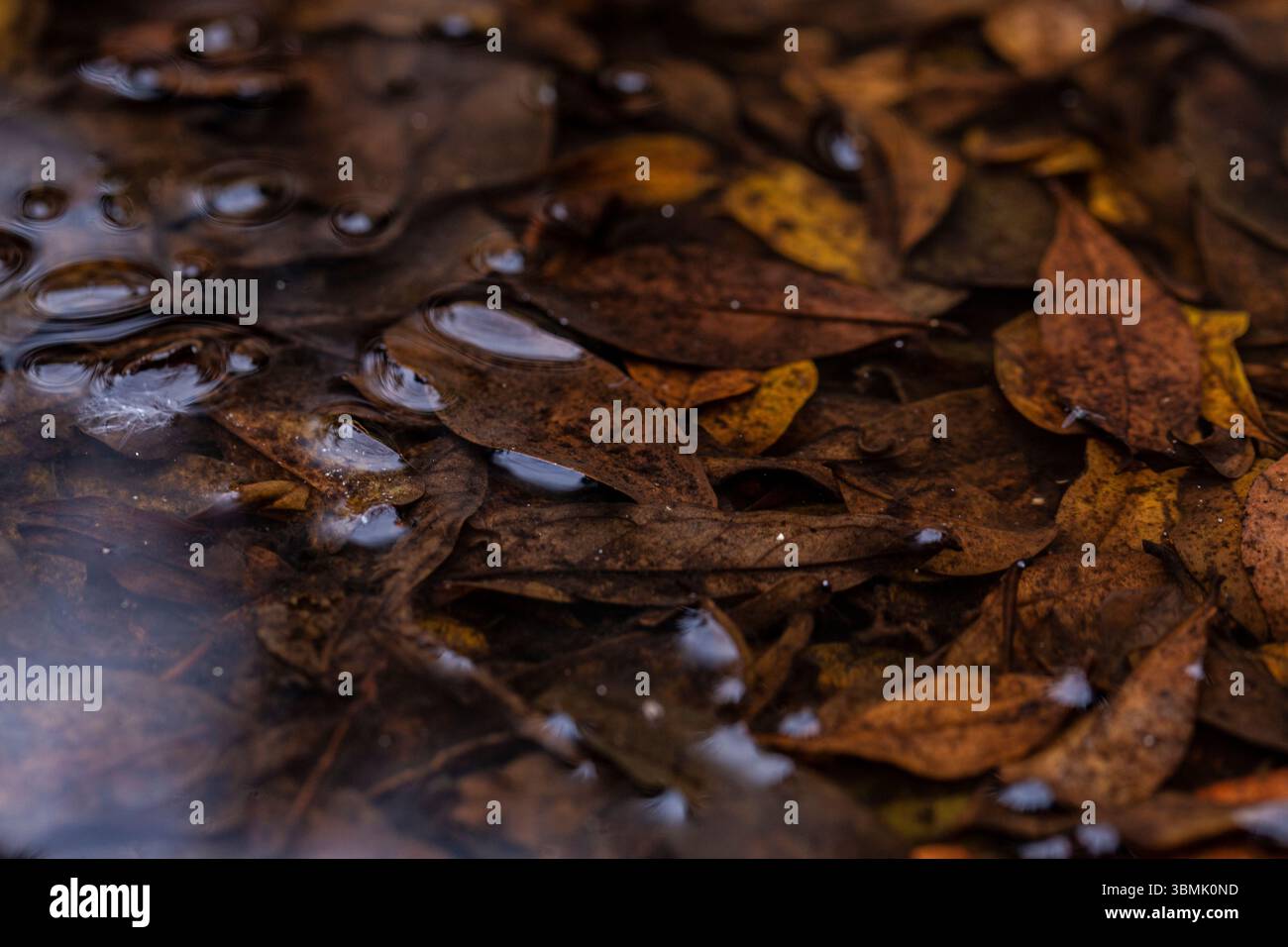 Stagione autunnale foglie cadute con acqua piovana. Foto Stock