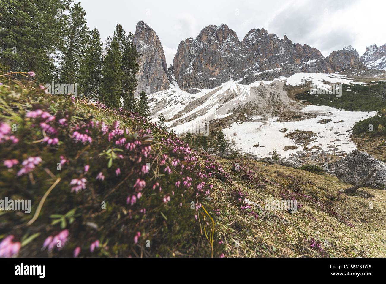 Fiori alpini rosa che fioriscono di fronte alle cime innevate delle Dolomiti, Italia. Foto di alta qualità Foto Stock