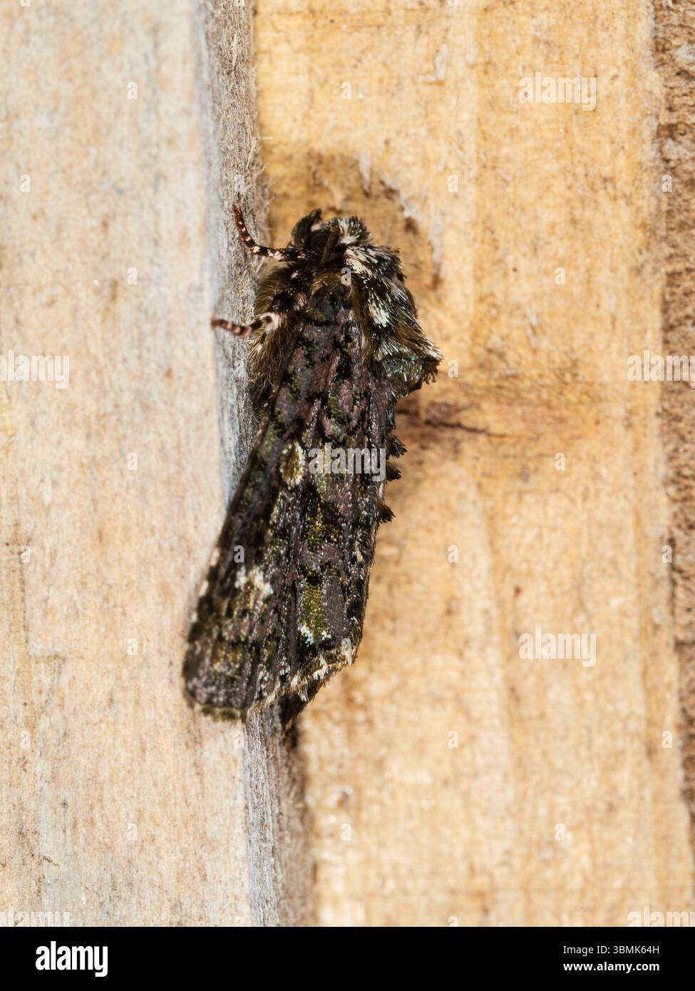 Adulti, volo estivo di falena da giardino britannica, Coronet, Craniophora ligustri Foto Stock