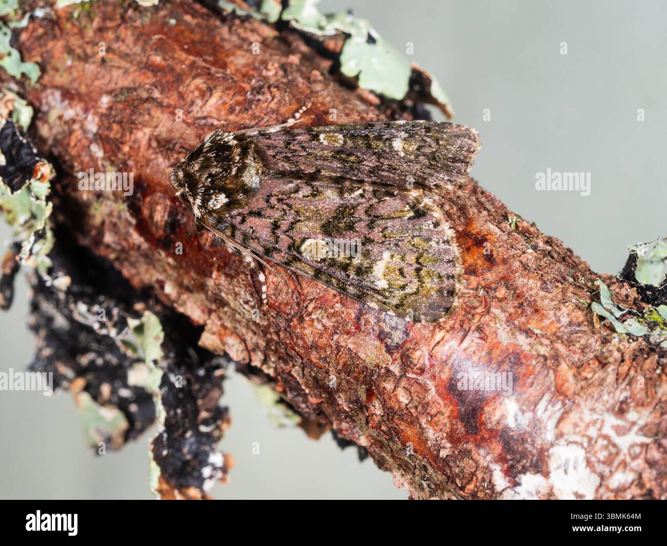 Adulti, volo estivo di falena da giardino britannica, Coronet, Craniophora ligustri Foto Stock