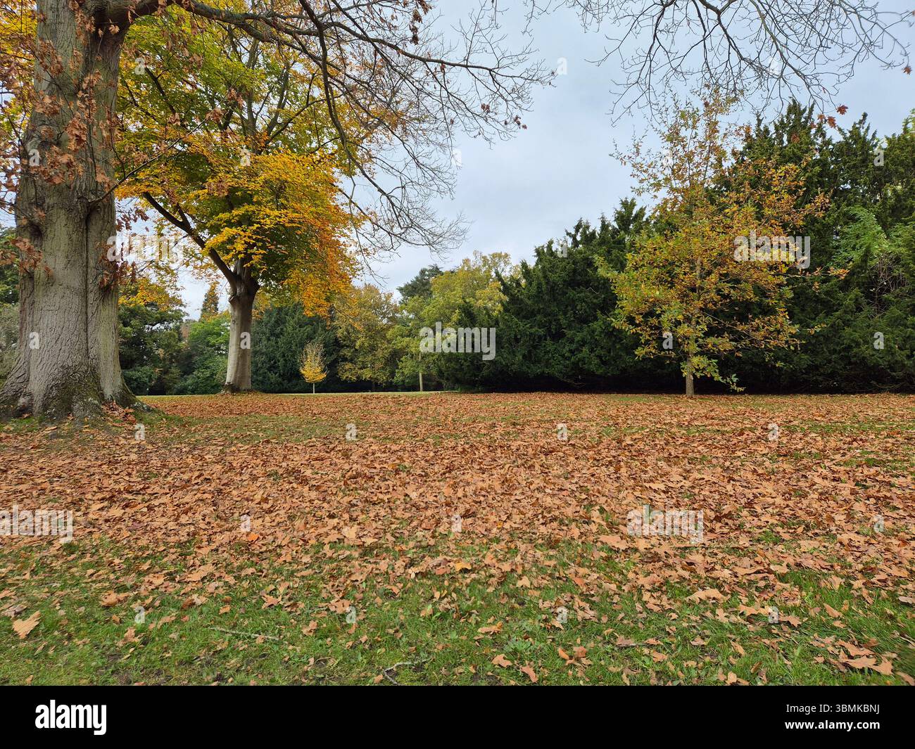 Alberi autunnali e foglie cadute che coprono il parco aperto durante una giornata ricoperta nel Warwickshire, in Inghilterra. - Immagine stock catturata con smartphone