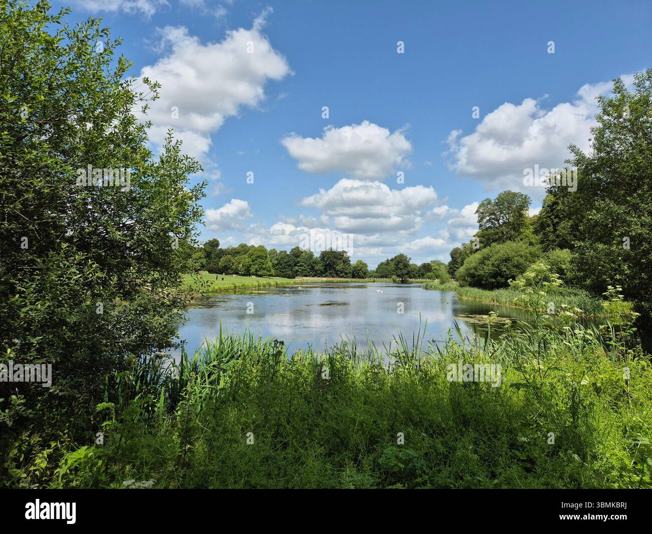 Lago panoramico circondato da alberi e vegetazione sotto un cielo azzurro luminoso con nuvole al Lydiard Park di Swindon, Inghilterra. - Immagine stock catturata con smartphone