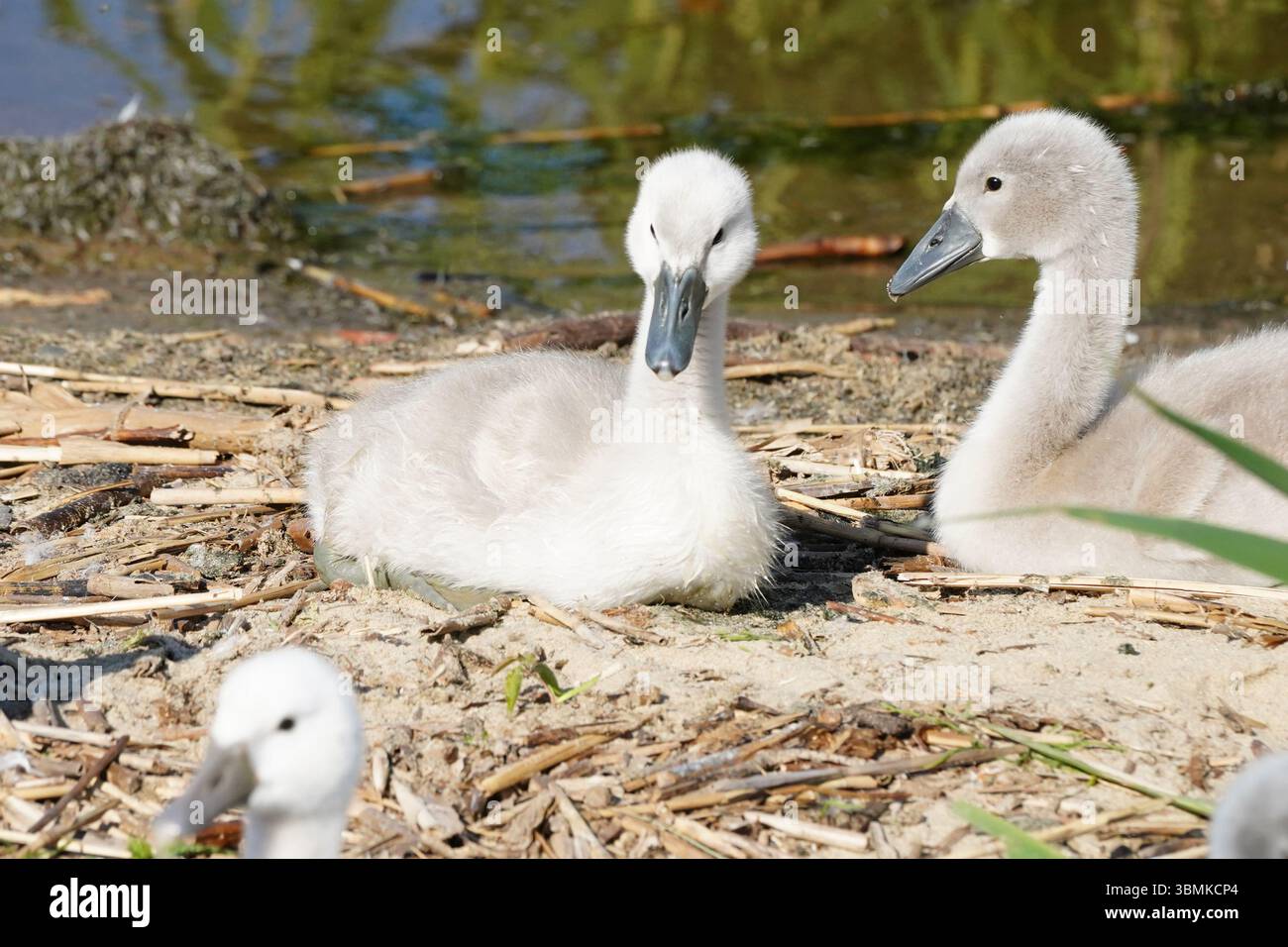Cigni piccoli a Nida, Lituania Foto Stock