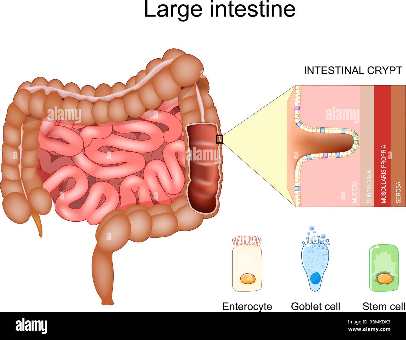 Anatomia dell'intestino crasso. Strati del colon muscularis propria, submucosa, mucosa, serosa. Cripta del colon. Sezione trasversale dell'intestino grande. Parte di intes Illustrazione Vettoriale