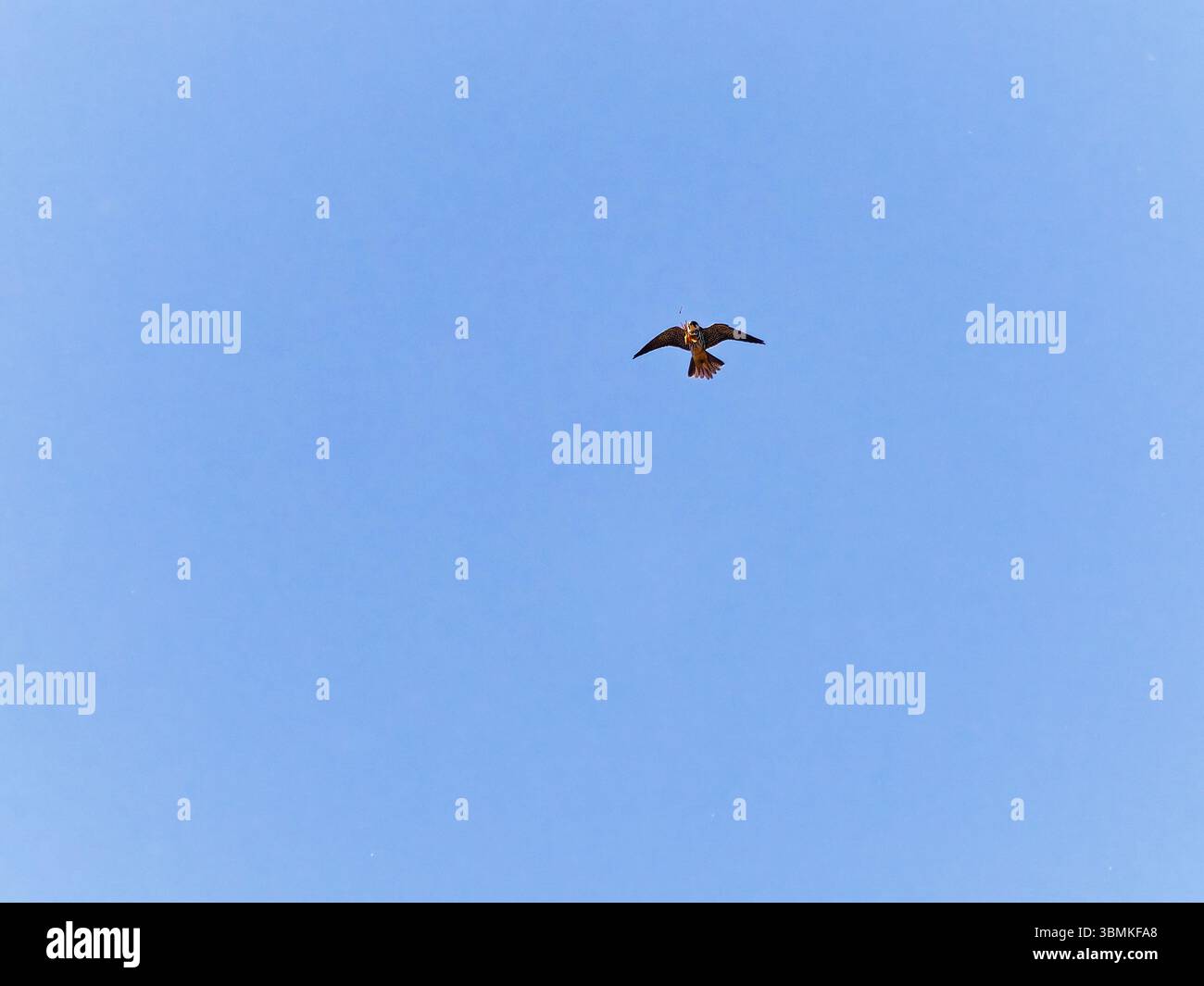Hobby a caccia di insetti in volo Foto Stock