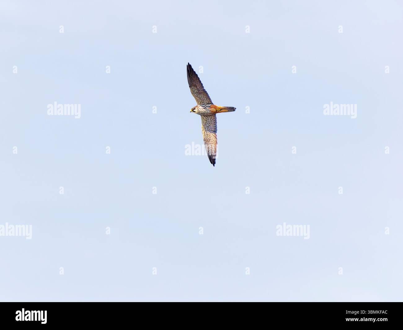 Hobby a caccia di insetti in volo Foto Stock