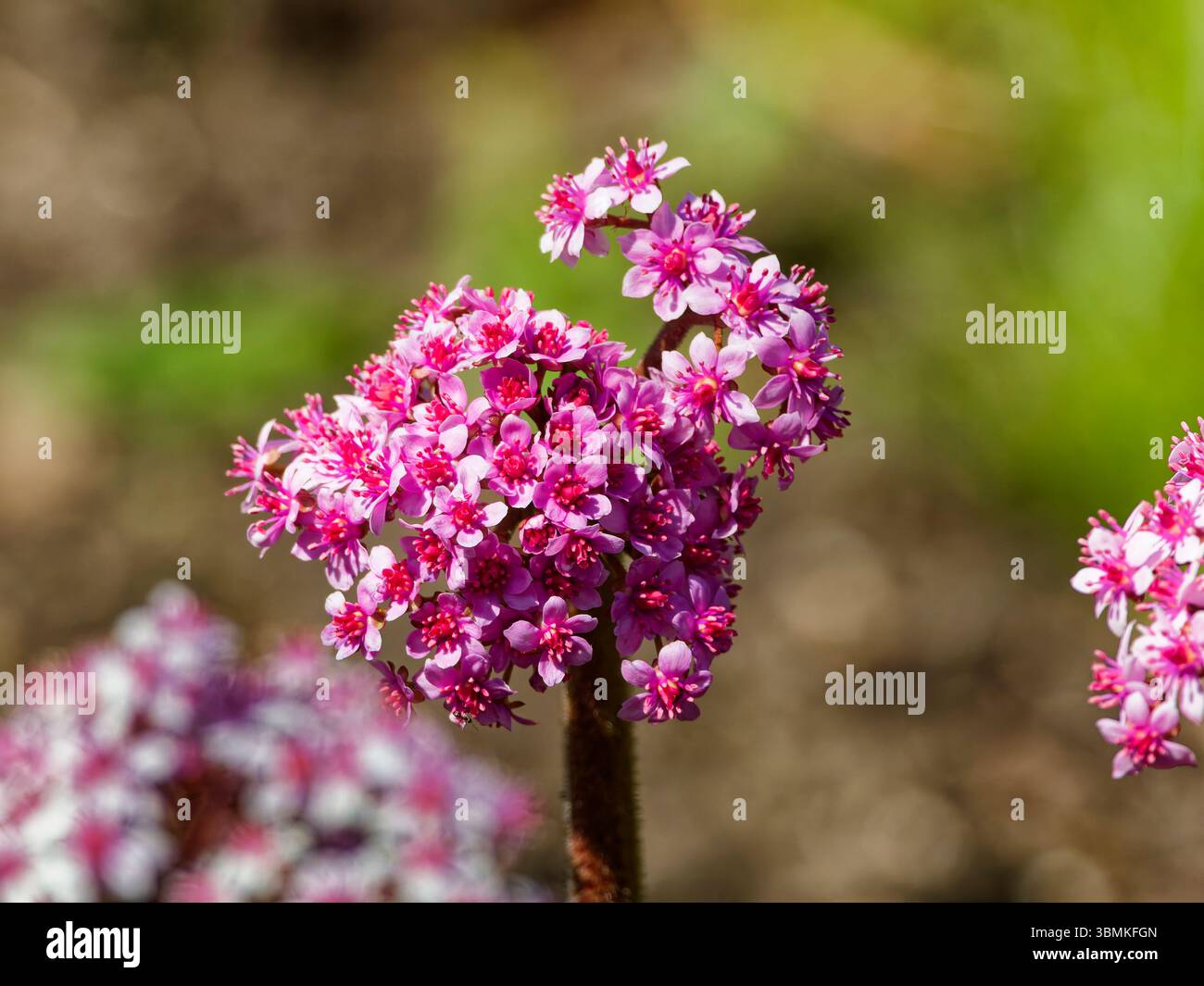 Un tipo di pianta di Bergenia Foto Stock