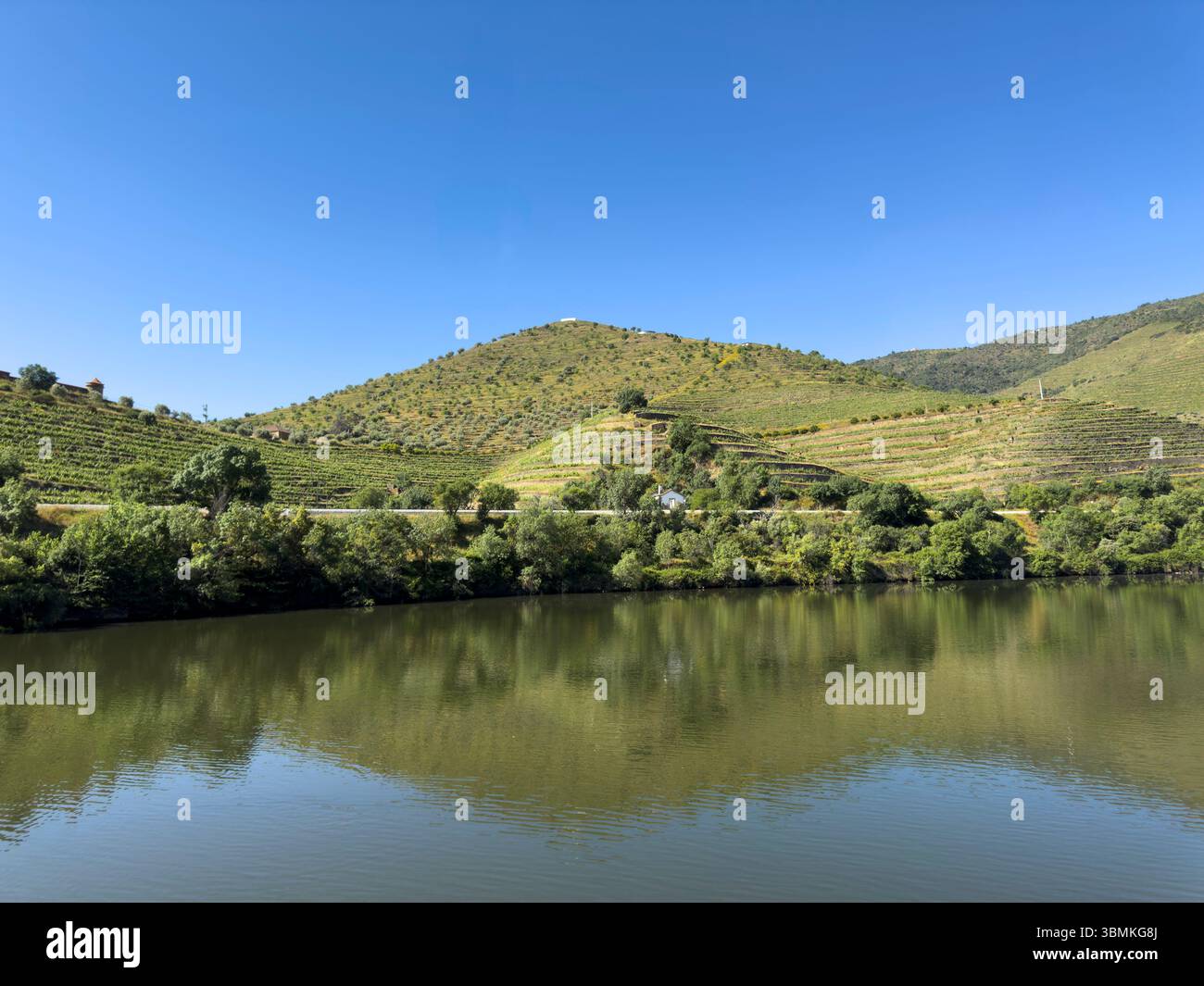 Vigneti terrazzati lungo le rive del fiume Douro, Portogallo Foto Stock