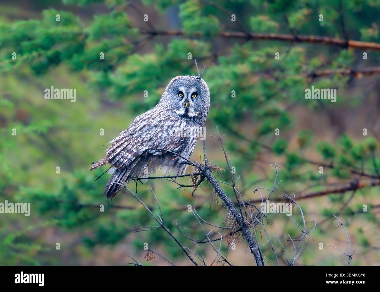 Un grande gufo grigio (Strix nebulosa) arroccato su un albero nella foresta. Mongolia interna, Cina. Foto Stock