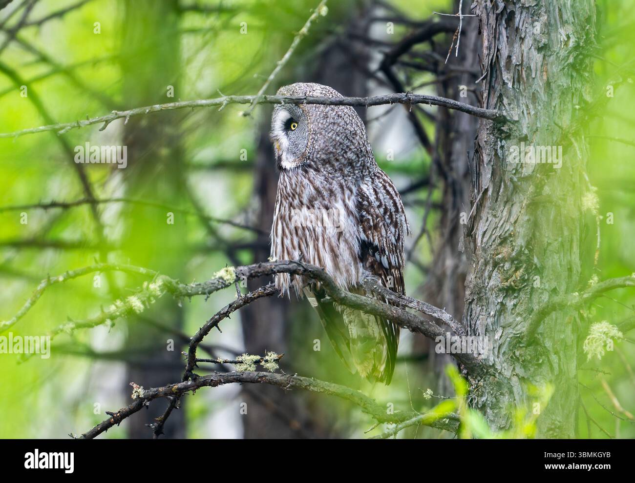 Un grande gufo grigio (Strix nebulosa) arroccato su un albero nella foresta. Mongolia interna, Cina. Foto Stock