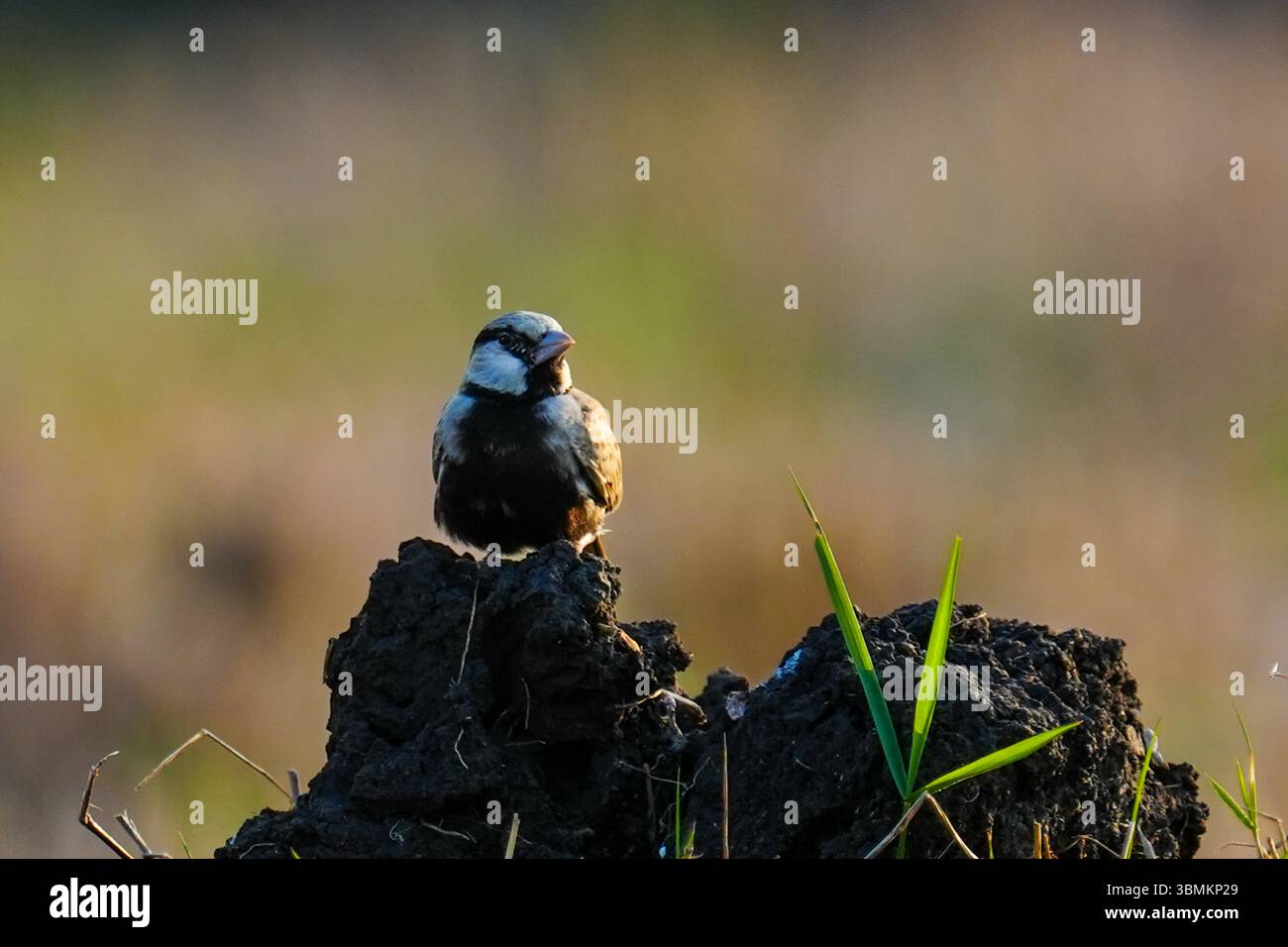 Un piccolo Sparrow-Lark (Eremopterix griseus), coronato da Ashy, è arroccato su un mucchio di terra in una risaia. Foto Stock